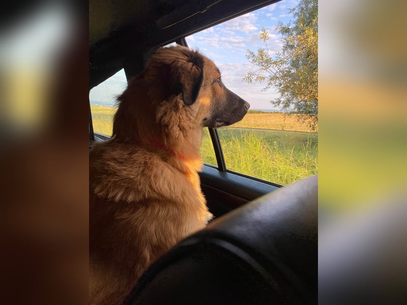 Grizzly sucht noch sein Zuhause