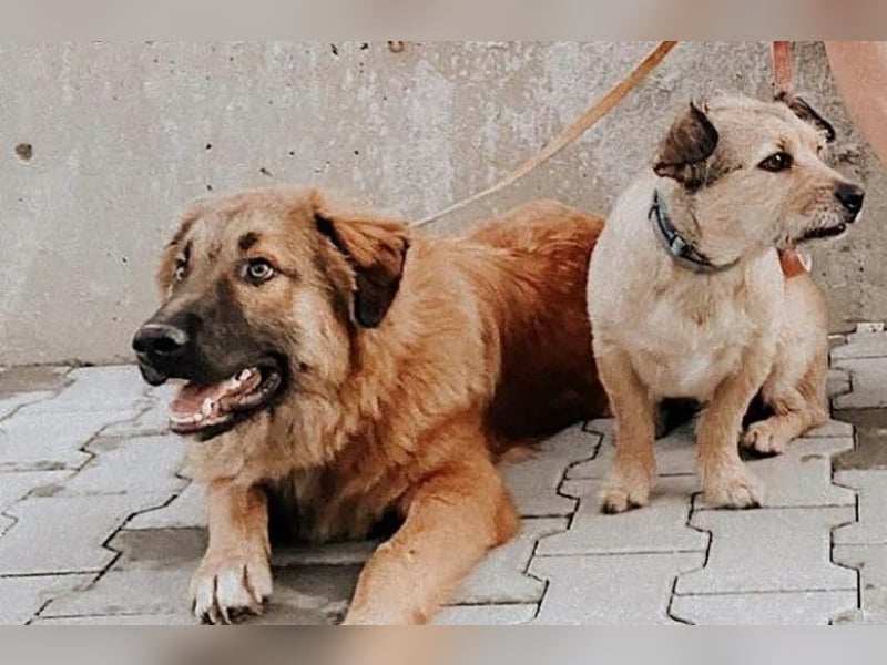 Grizzly sucht noch sein Zuhause