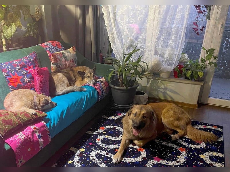 Grizzly sucht noch sein Zuhause