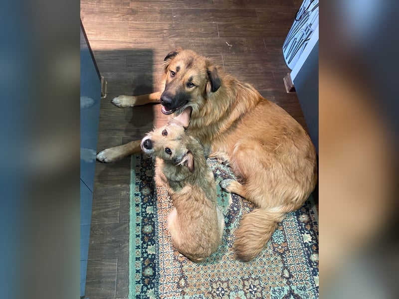 Grizzly sucht noch sein Zuhause