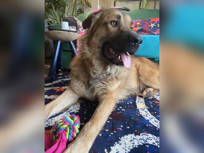 Grizzly sucht noch sein Zuhause