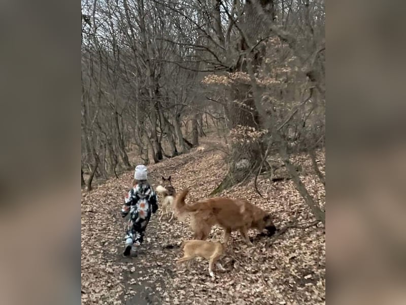 Grizzly sucht noch sein Zuhause