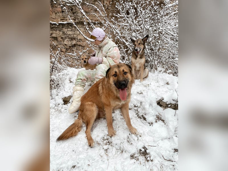 Grizzly sucht noch sein Zuhause