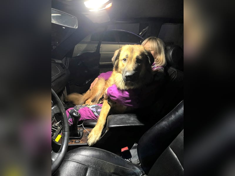 Grizzly sucht noch sein Zuhause