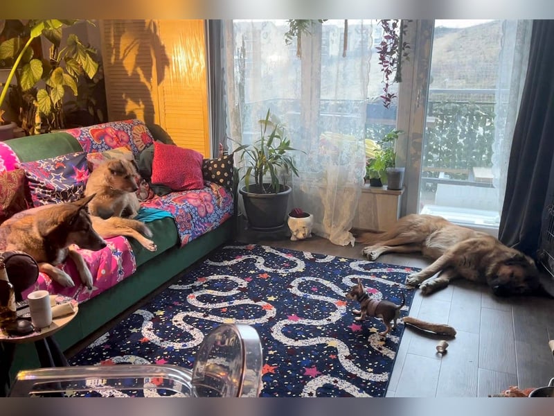 Grizzly sucht noch sein Zuhause