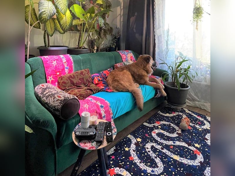 Grizzly sucht noch sein Zuhause