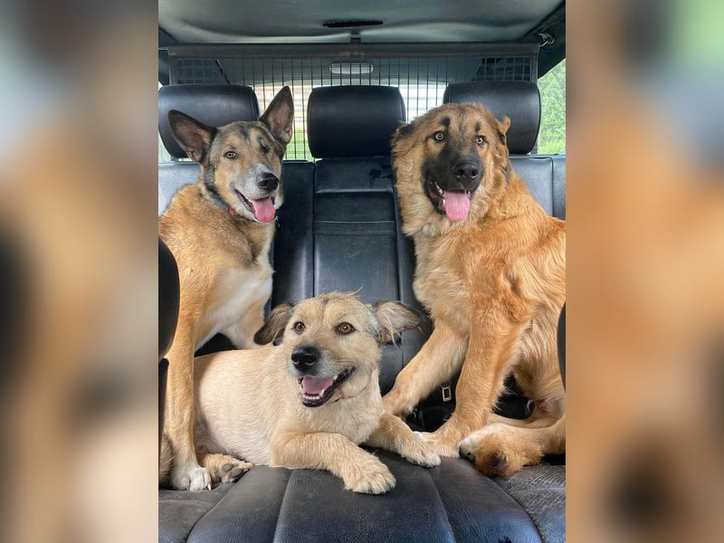 Grizzly sucht noch sein Zuhause