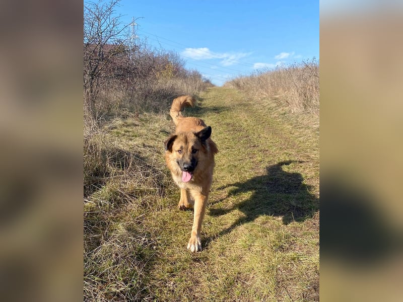 Grizzly sucht noch sein Zuhause