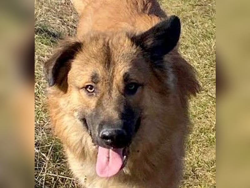 Grizzly sucht noch sein Zuhause