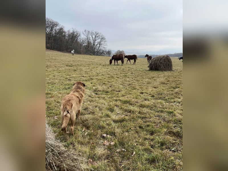 Grizzly sucht noch sein Zuhause