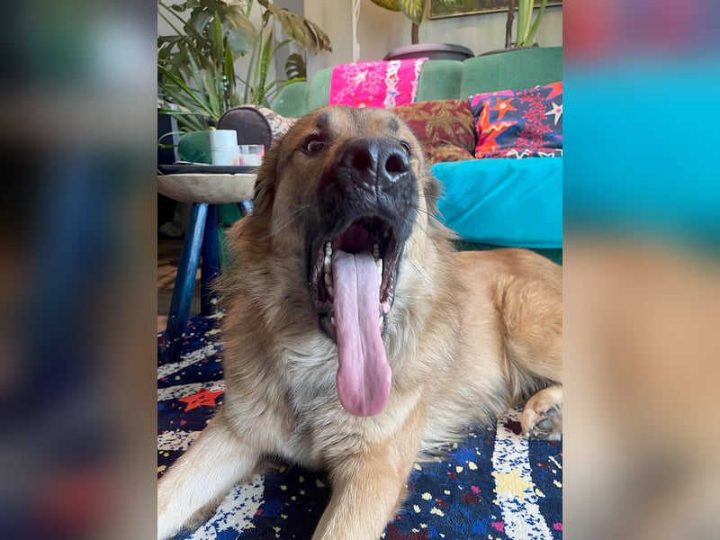 Grizzly sucht noch sein Zuhause