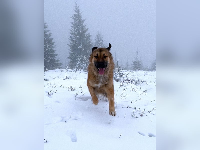 Grizzly sucht noch sein Zuhause