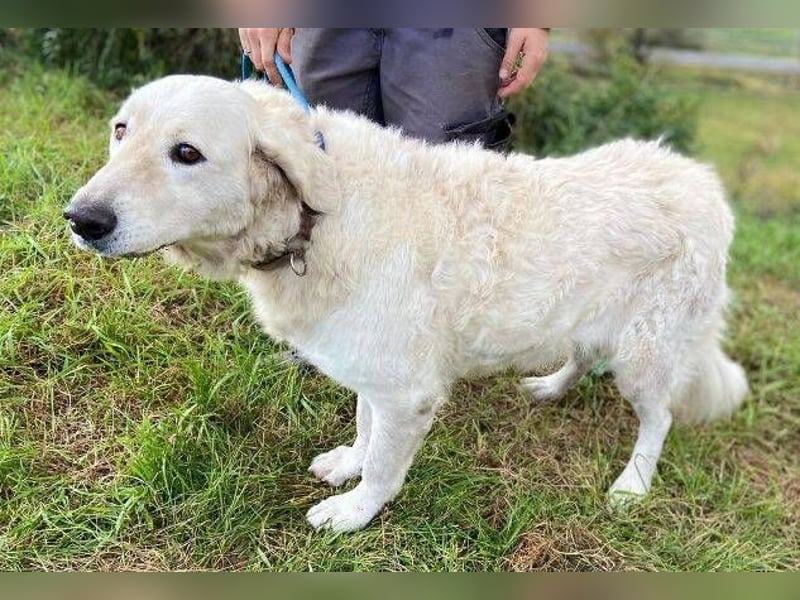 ZUZA  ist traurig, wer tröstet sie?