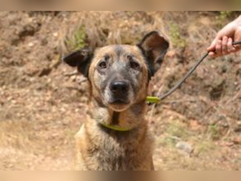 Tanija, eine von vier Hunden, die dringend ein neues Zuhause benötigen