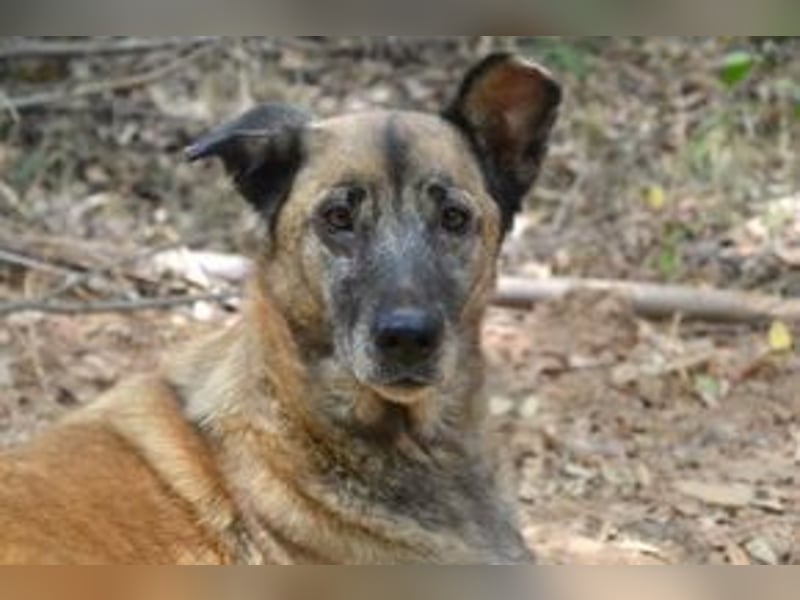 Tanija, eine von vier Hunden, die dringend ein neues Zuhause benötigen