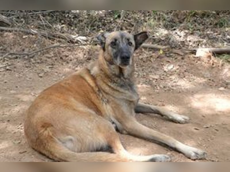 Tanija, eine von vier Hunden, die dringend ein neues Zuhause benötigen