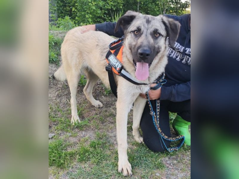 YOMA❤️liebenswertes und GROSS-artiges HSH-MIX-Hundemädchen YOMA❤️liebenswertes und GROSS-artiges HSH-MIX-Hundemädchen