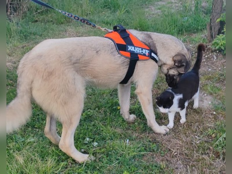 YOMA❤️liebenswertes und GROSS-artiges HSH-MIX-Hundemädchen YOMA❤️liebenswertes und GROSS-artiges HSH-MIX-Hundemädchen