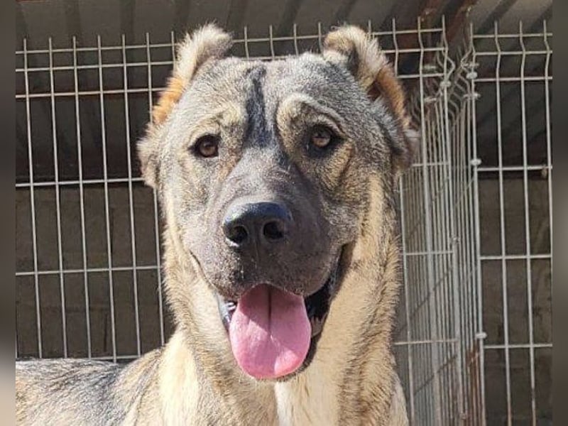 LILY❤️HSH-Mix-Hündin: eine echte Herzensbrecherin & sanfte Seele