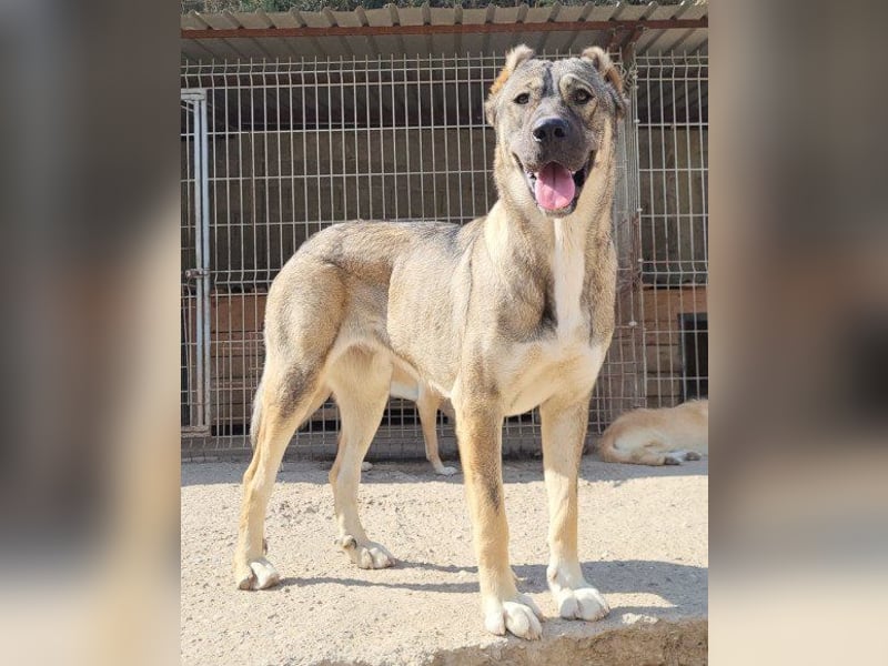 LILY❤️HSH-Mix-Hündin: eine echte Herzensbrecherin & sanfte Seele