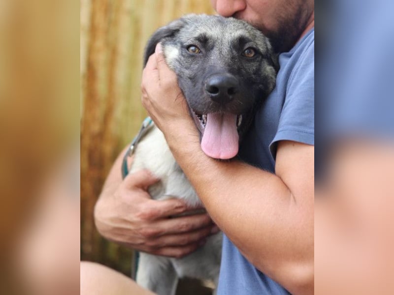 YOMA❤️liebenswertes und GROSS-artiges HSH-MIX-Hundemädchen YOMA❤️liebenswertes und GROSS-artiges HSH-MIX-Hundemädchen