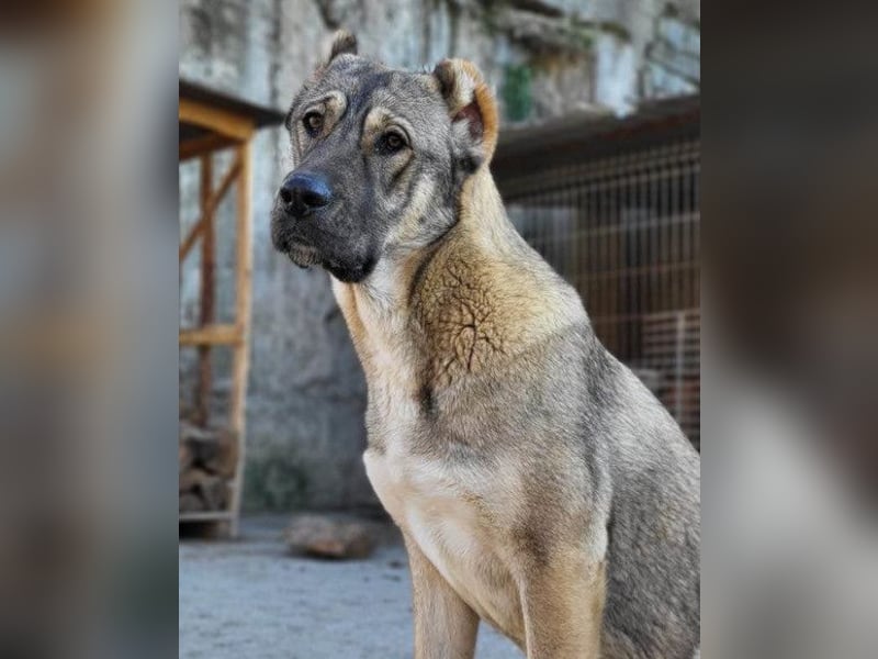 LILY❤️HSH-Mix-Hündin: eine echte Herzensbrecherin & sanfte Seele