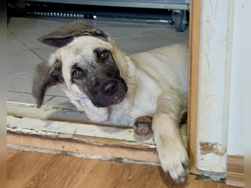 Tapfere Handicap-LULU❤️ HSH-Mix-Mädel sucht dringend ein liebevolles Zuhause!