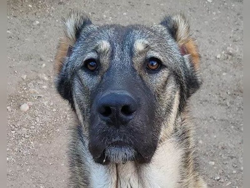 LILY❤️HSH-Mix-Hündin: eine echte Herzensbrecherin & sanfte Seele