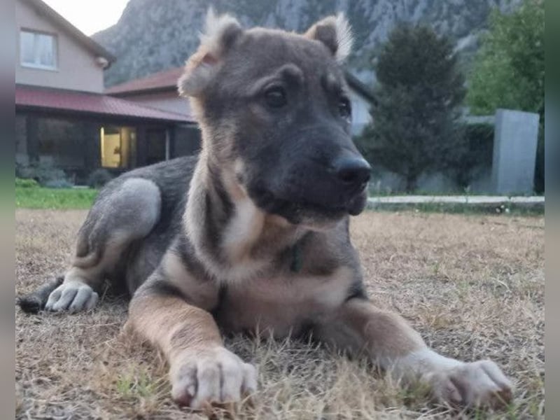 LILY❤️HSH-Mix-Hündin: eine echte Herzensbrecherin & sanfte Seele