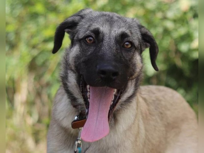 YOMA❤️liebenswertes und GROSS-artiges HSH-MIX-Hundemädchen YOMA❤️liebenswertes und GROSS-artiges HSH-MIX-Hundemädchen