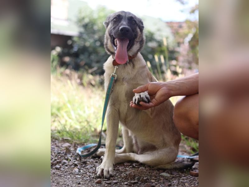 YOMA❤️liebenswertes und GROSS-artiges HSH-MIX-Hundemädchen YOMA❤️liebenswertes und GROSS-artiges HSH-MIX-Hundemädchen