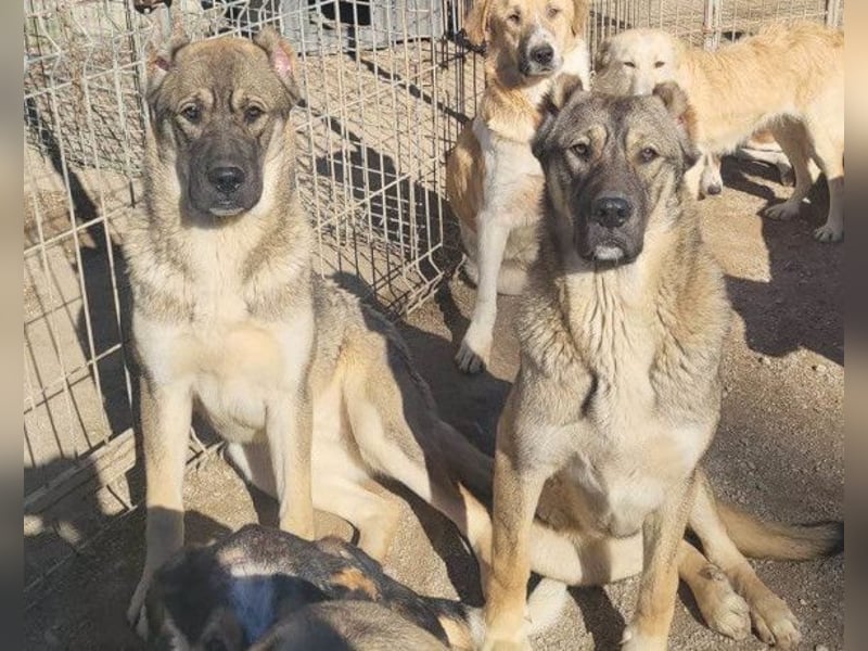 LILY❤️HSH-Mix-Hündin: eine echte Herzensbrecherin & sanfte Seele