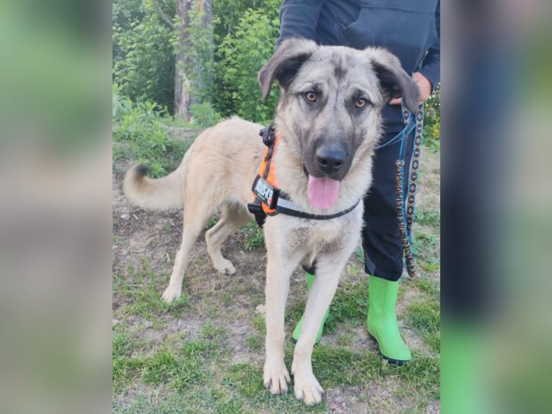 YOMA❤️liebenswertes und GROSS-artiges HSH-MIX-Hundemädchen YOMA❤️liebenswertes und GROSS-artiges HSH-MIX-Hundemädchen