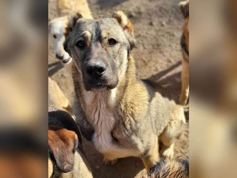 LILY❤️HSH-Mix-Hündin: eine echte Herzensbrecherin & sanfte Seele