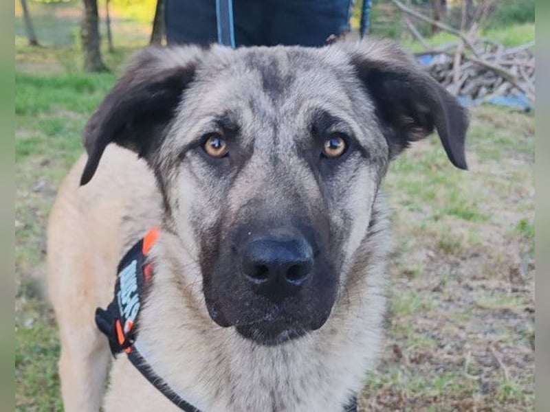 YOMA❤️liebenswertes und GROSS-artiges HSH-MIX-Hundemädchen YOMA❤️liebenswertes und GROSS-artiges HSH-MIX-Hundemädchen