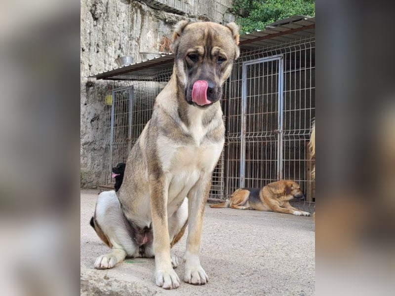 LILY❤️HSH-Mix-Hündin: eine echte Herzensbrecherin & sanfte Seele