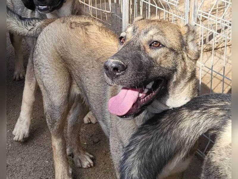 LILY❤️HSH-Mix-Hündin: eine echte Herzensbrecherin & sanfte Seele