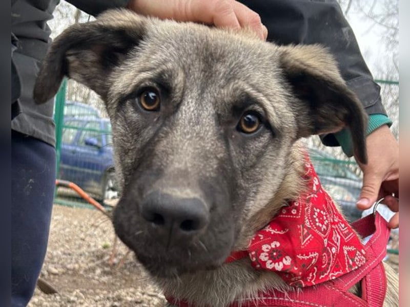 YOMA❤️liebenswertes und GROSS-artiges HSH-MIX-Hundemädchen YOMA❤️liebenswertes und GROSS-artiges HSH-MIX-Hundemädchen