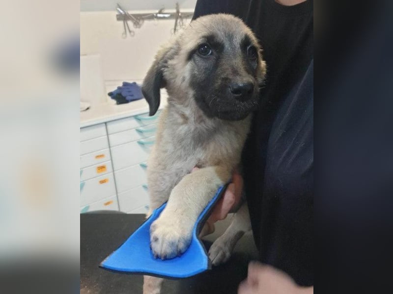 Tapfere Handicap-LULU❤️ HSH-Mix-Mädel sucht dringend ein liebevolles Zuhause!