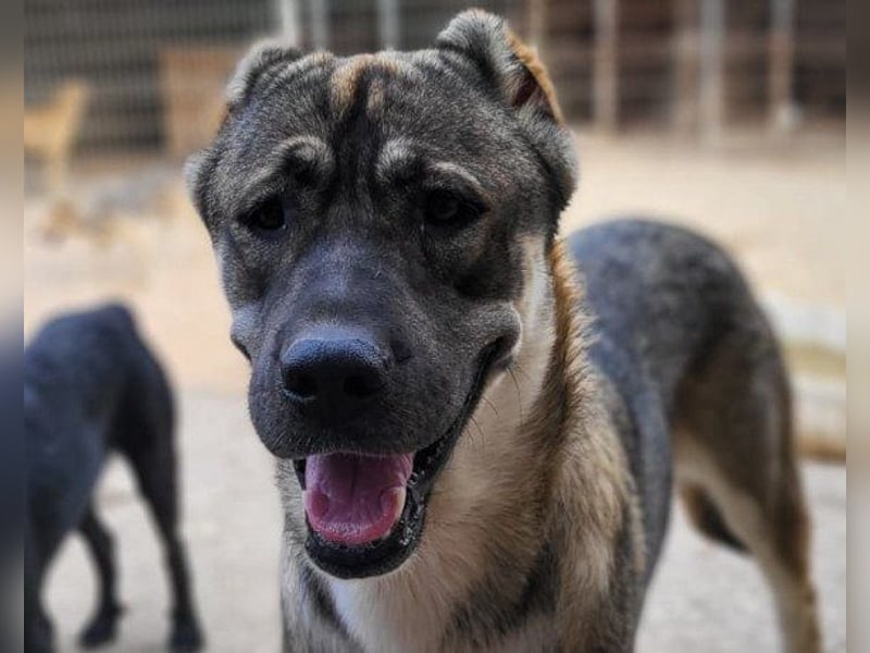 LOTTIE❤️HSH-Mix-Hündin: eine wahre Frohnatur und treue Begleiterin