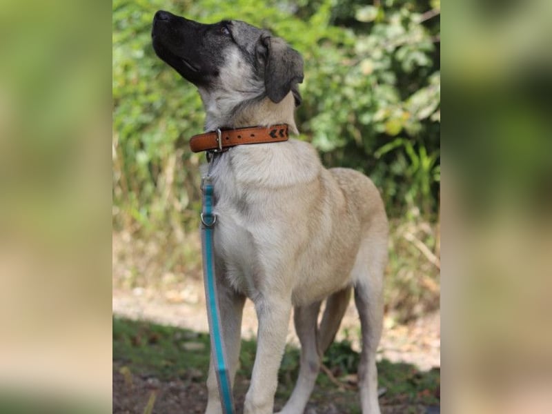 YOMA❤️liebenswertes und GROSS-artiges HSH-MIX-Hundemädchen YOMA❤️liebenswertes und GROSS-artiges HSH-MIX-Hundemädchen