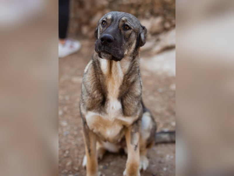 LILY❤️HSH-Mix-Hündin: eine echte Herzensbrecherin & sanfte Seele