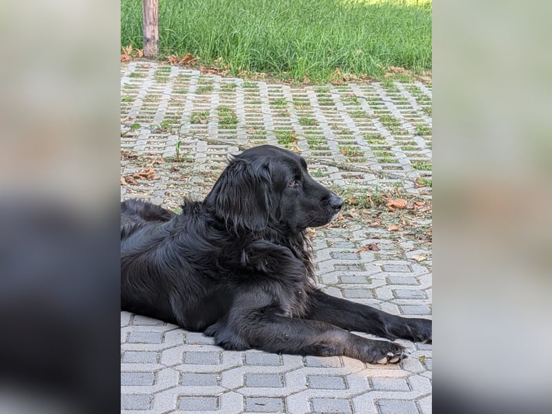 Deckrüde gesucht