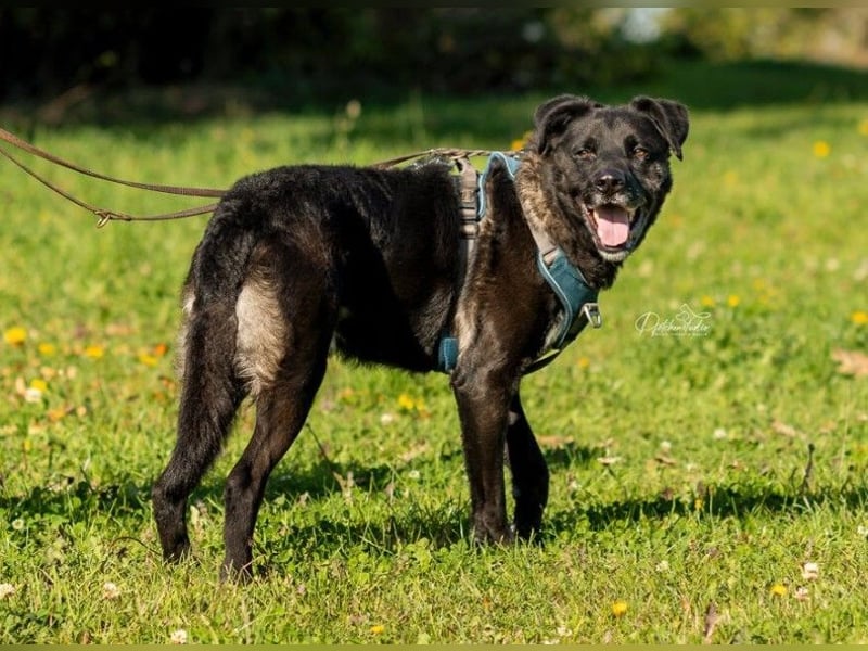 OREO - menschenbezogener Rüde sucht Zuhause