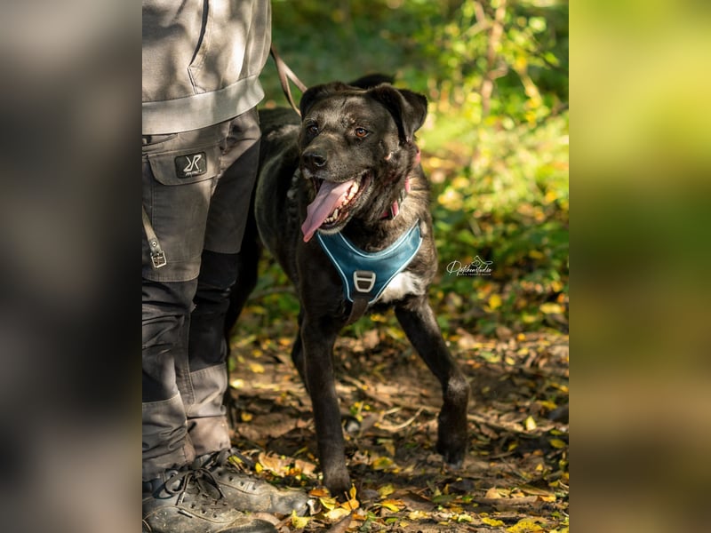 OREO - menschenbezogener Rüde möchte endlich gesehen werden OREO - menschenbezogener Rüde möchte endlich gesehen werden