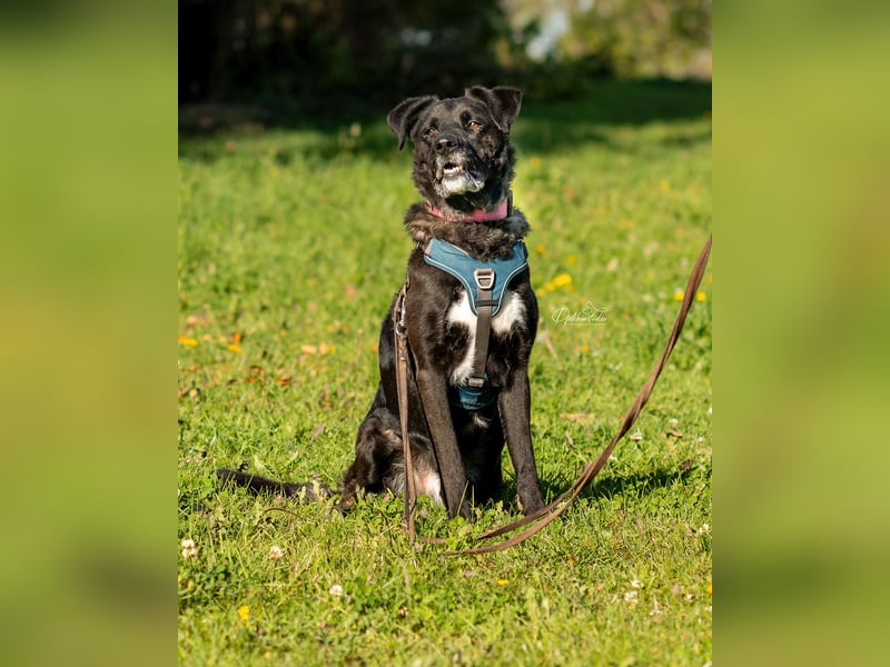 OREO - menschenbezogener Rüde möchte endlich gesehen werden OREO - menschenbezogener Rüde möchte endlich gesehen werden