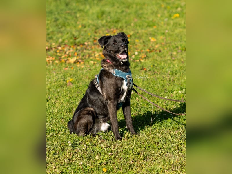 OREO - menschenbezogener Rüde möchte endlich gesehen werden OREO - menschenbezogener Rüde möchte endlich gesehen werden