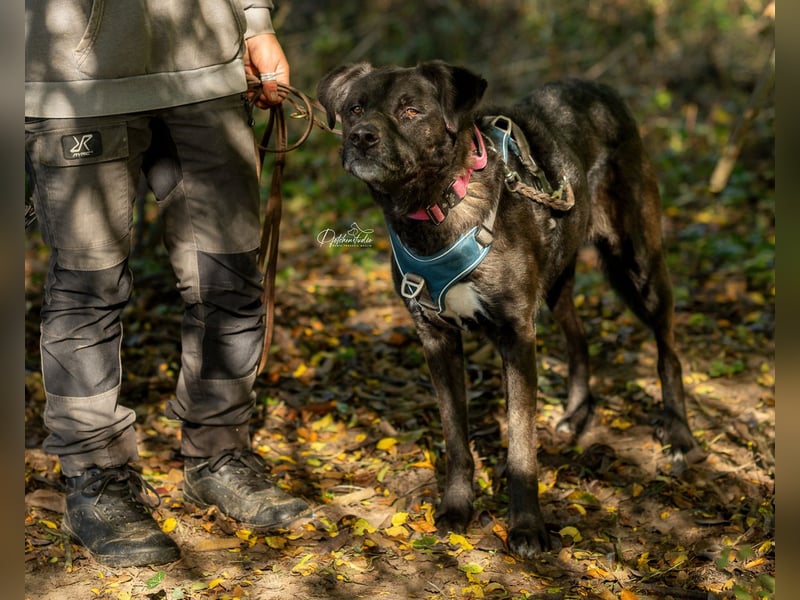 OREO - menschenbezogener Rüde möchte endlich gesehen werden OREO - menschenbezogener Rüde möchte endlich gesehen werden