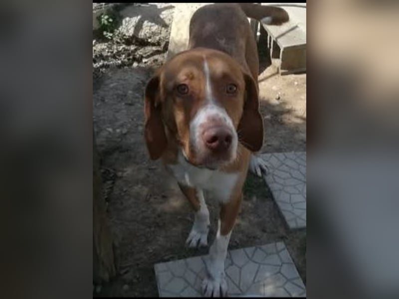 LEOn sucht sein Zu Hause