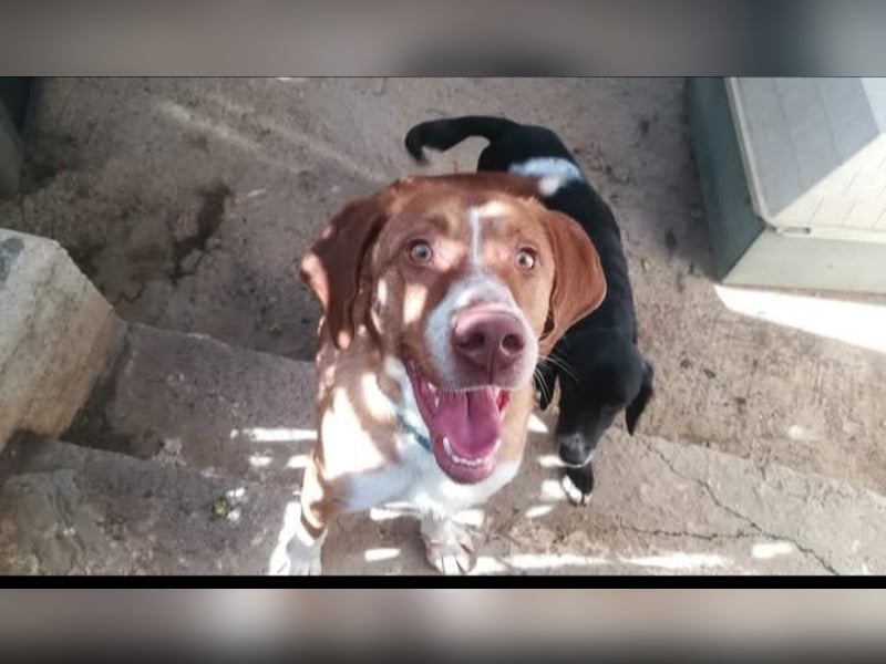 LEOn sucht sein Zu Hause